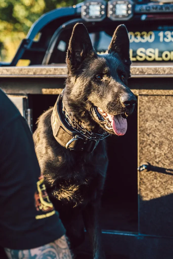 Professional K9 Security Dog Handlers