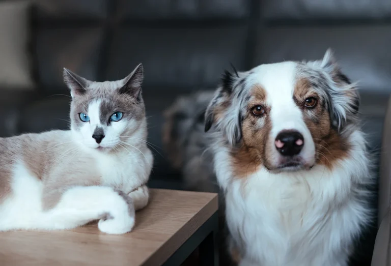 Pet Transport UK Service helping transport pets safely and securely