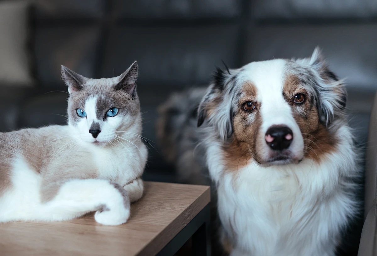 Pet Transport UK Service helping transport pets safely and securely